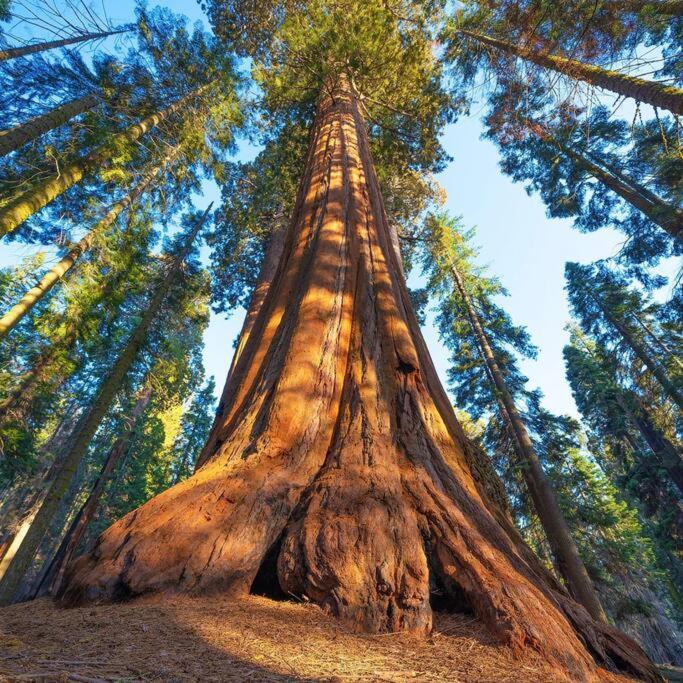 Sequoia Cabin By The River Three Rivers Kültér fotó